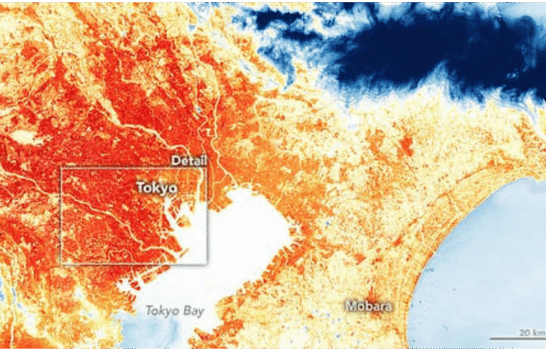 Matcha Prices Surge as Heatwaves Hit Japan’s Tea Harvest