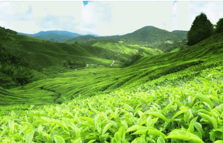 Yunnan’s Ancient Tea Plantation Earns Guinness World Record