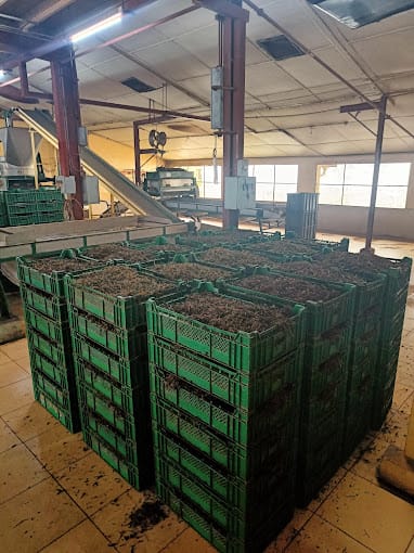 Sorting and packing black tea