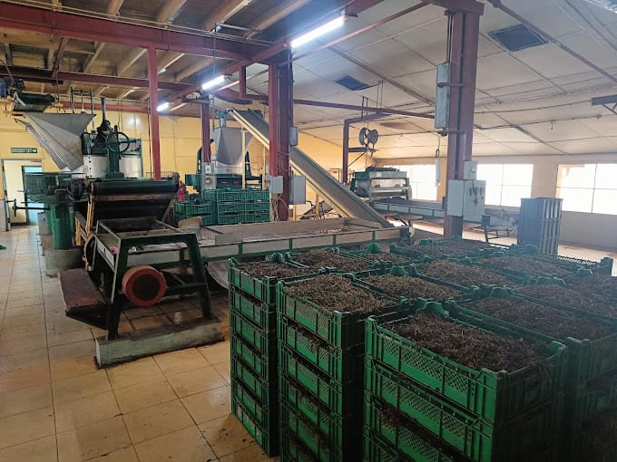 Sorting and packing green tea