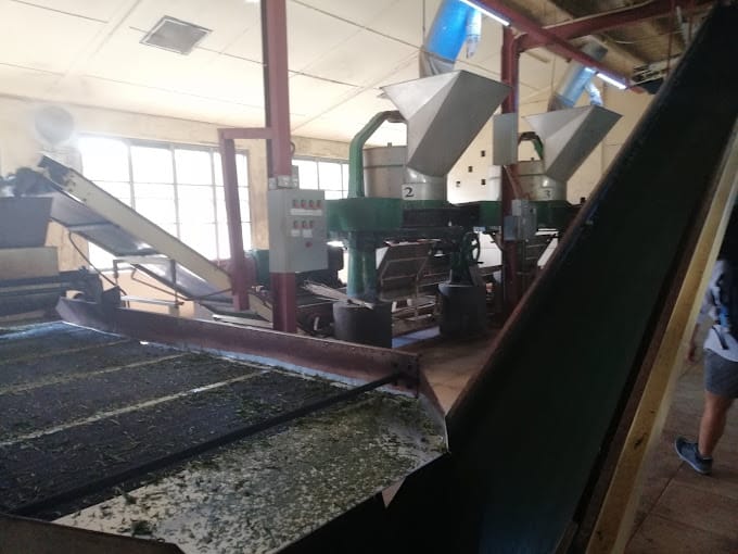 Conveyor drying of green tea