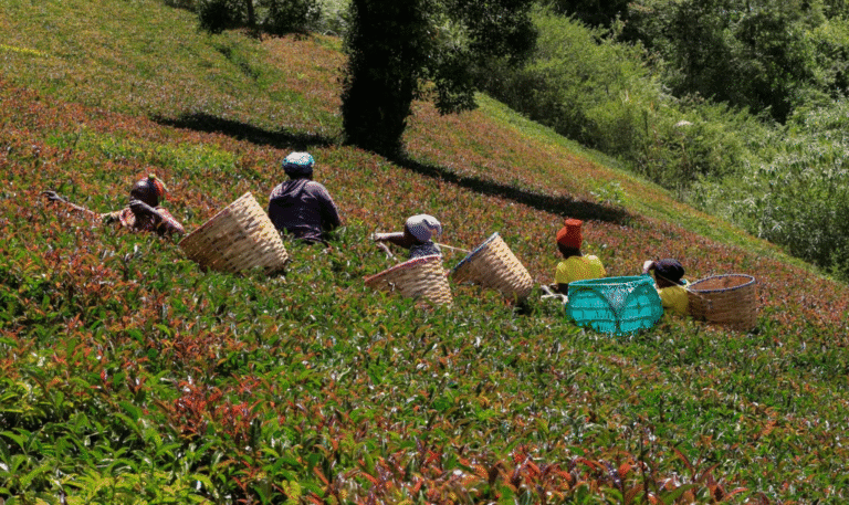 How Climate Change Is Changing the Taste and Future of Tea