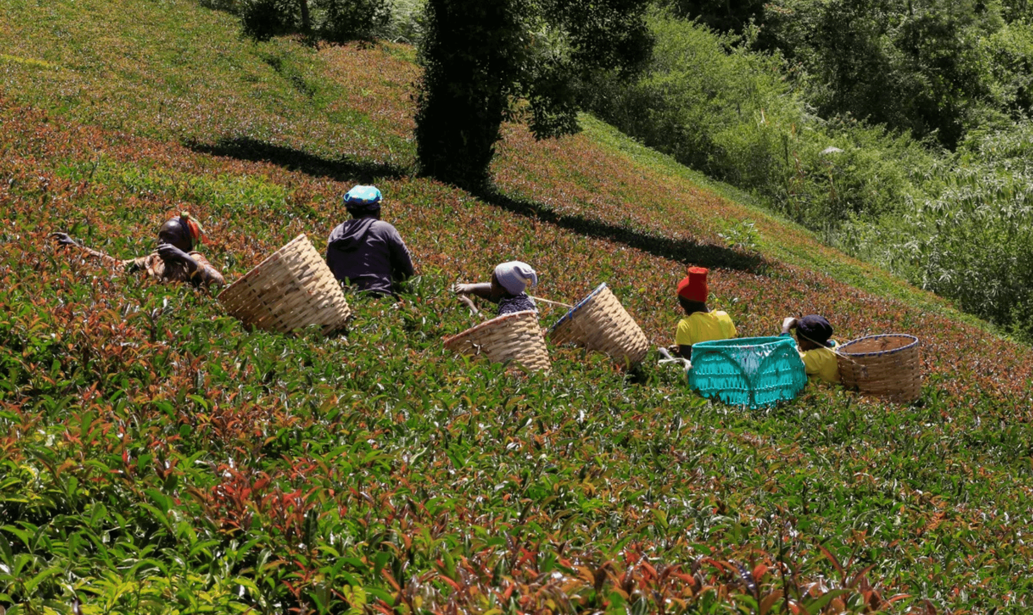 How Climate Change Is Changing the Taste and Future of Tea