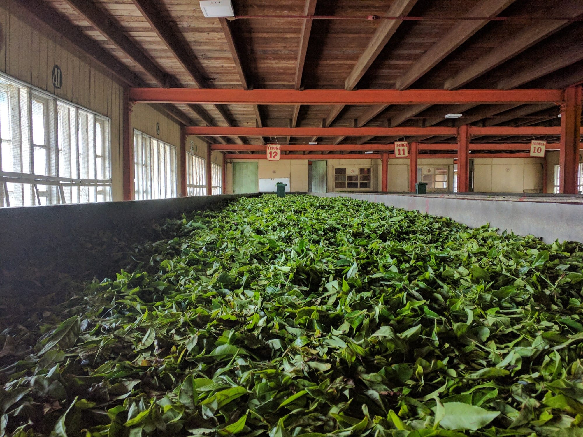 Tea leaves withering in troughs