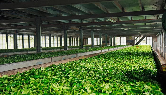 Tea Processing